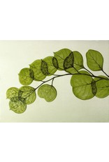 Monroe & Kent LEAF WALL DECOR