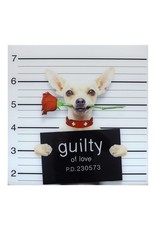 Monroe & Kent GUILTY CHIHUAHUA