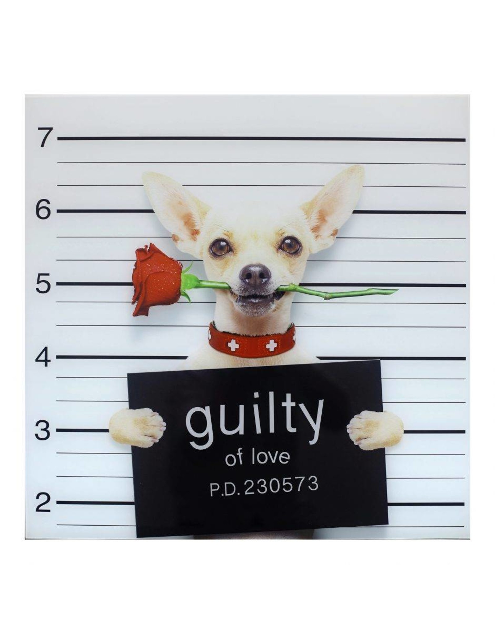 Monroe & Kent GUILTY CHIHUAHUA