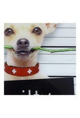 Monroe & Kent GUILTY CHIHUAHUA