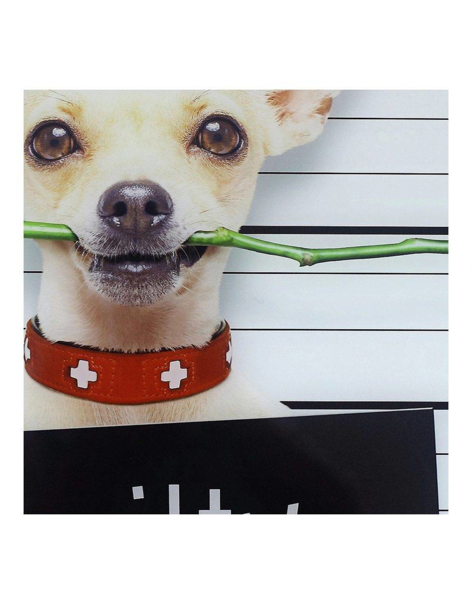 Monroe & Kent GUILTY CHIHUAHUA