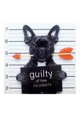 Monroe & Kent GUILTY FRENCH BULLDOG
