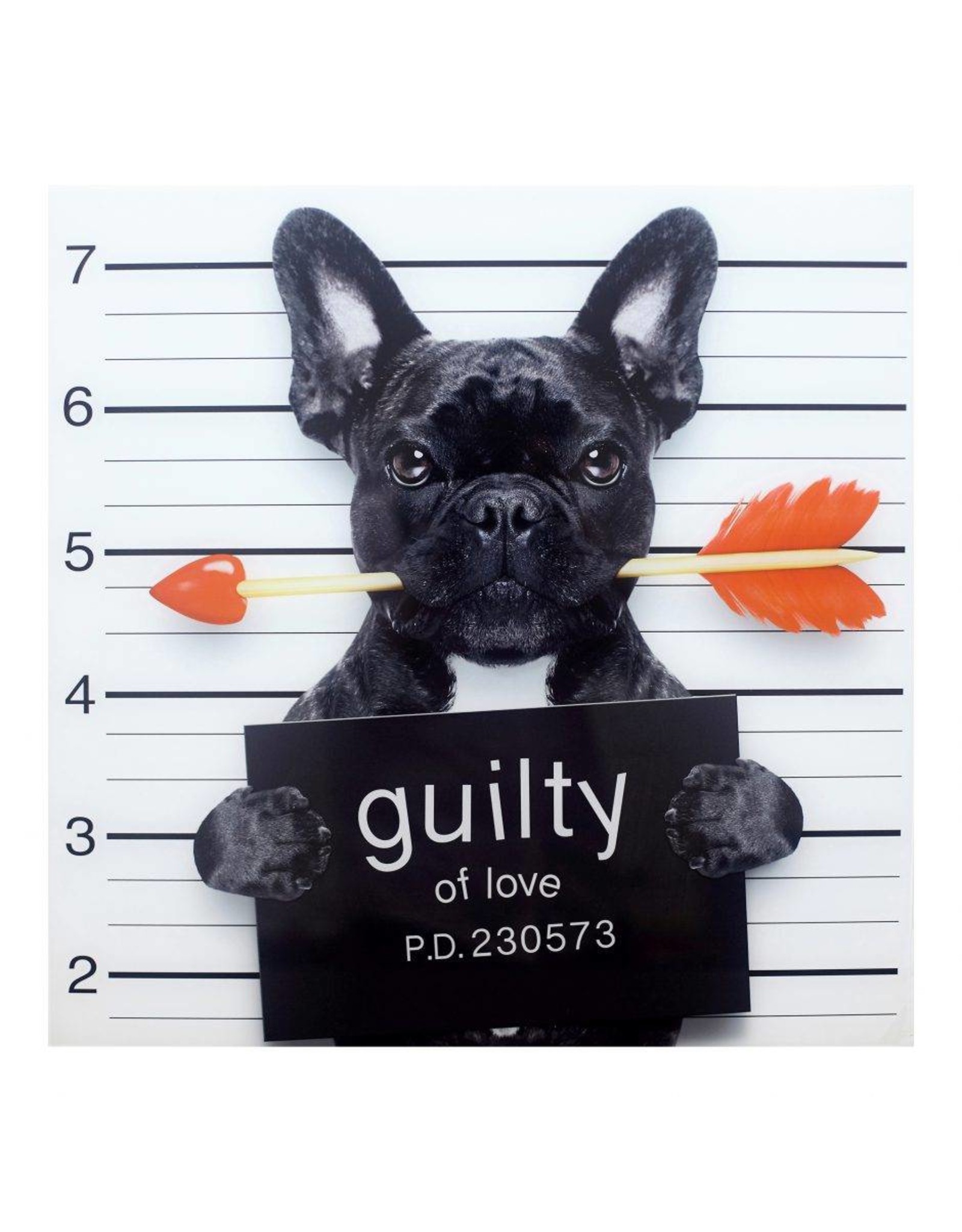 Monroe & Kent GUILTY FRENCH BULLDOG