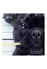 Monroe & Kent GUILTY FRENCH BULLDOG