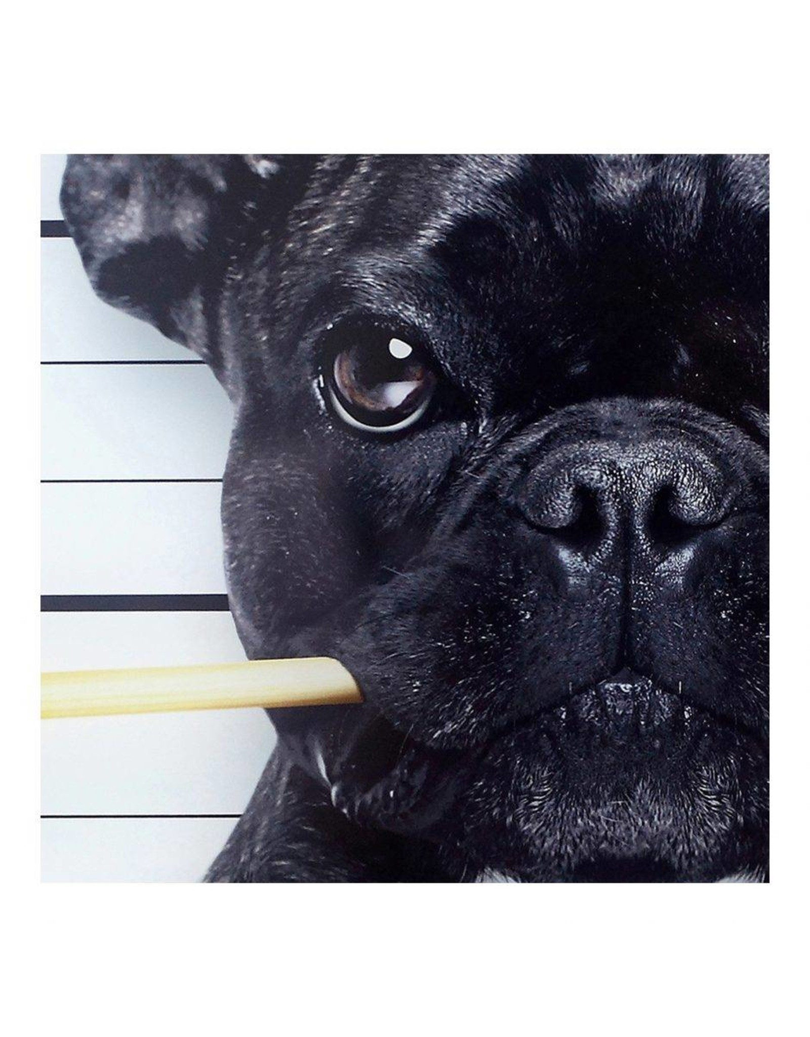Monroe & Kent GUILTY FRENCH BULLDOG