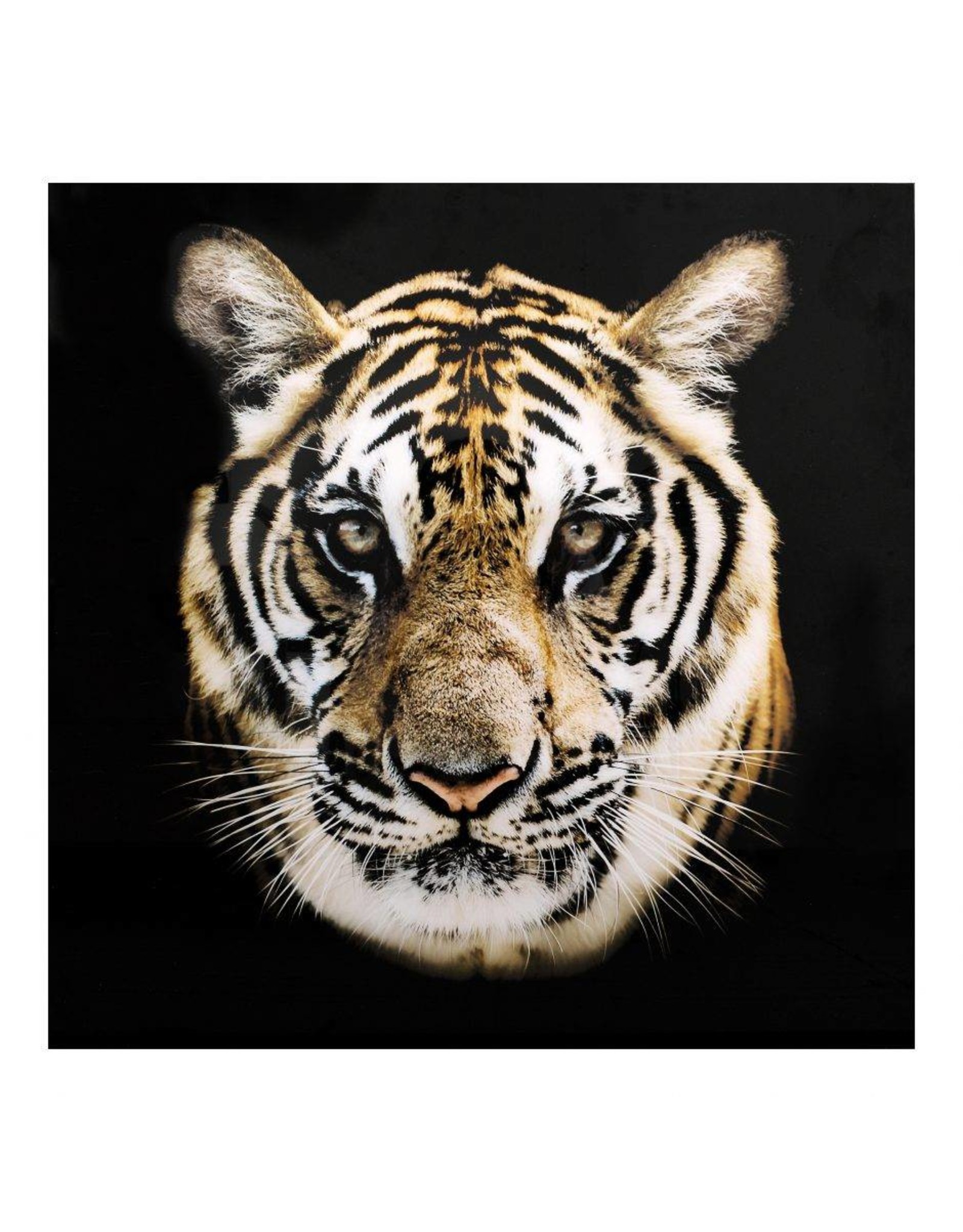 Monroe & Kent BENGAL WALL DECOR