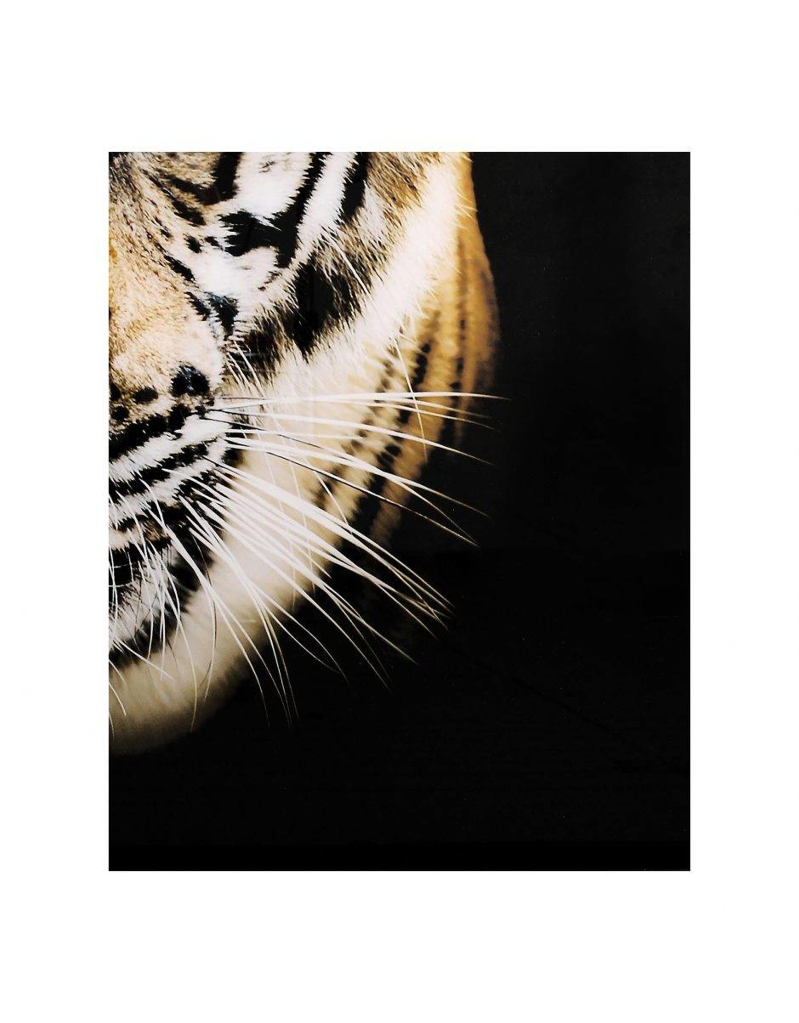 Monroe & Kent BENGAL WALL DECOR