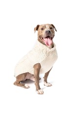 Chilly Dog Sweaters CHILLY DOG Natural Cable Sweater