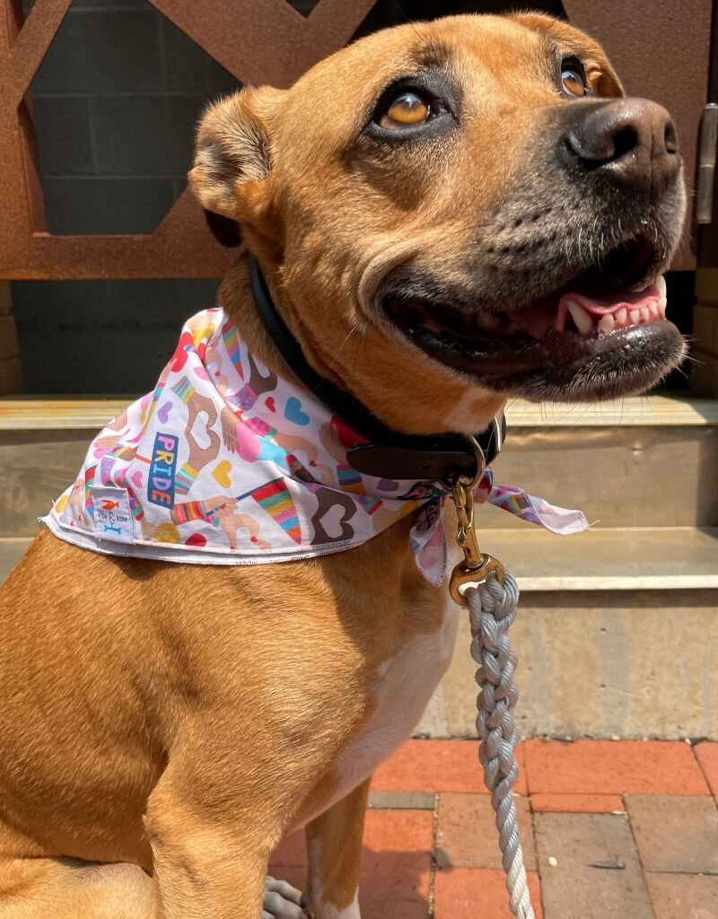 FISH & BONE FISH & BONE Bandana Pride Love