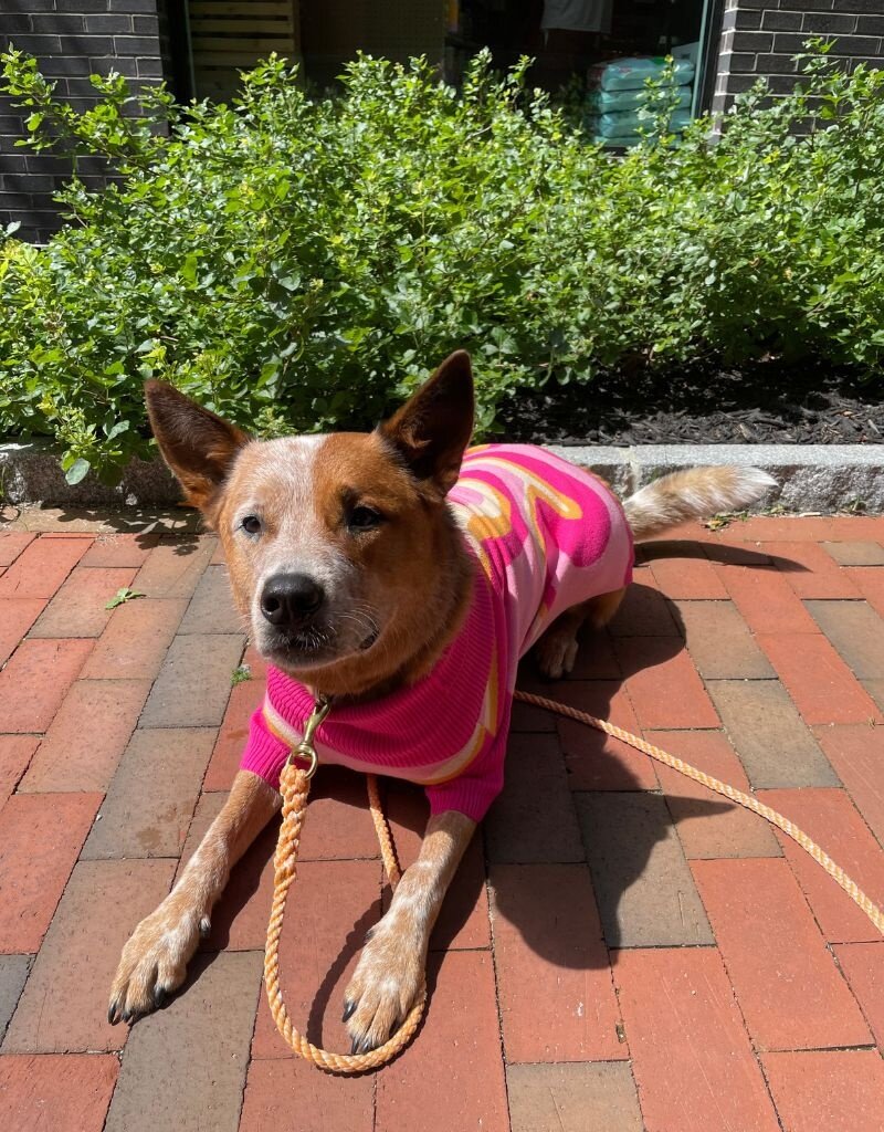 Toby & Linus TOBY & LINUS Dog Sweater Pink Lemonade