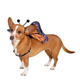 Butterfly Wing & Hat Costume