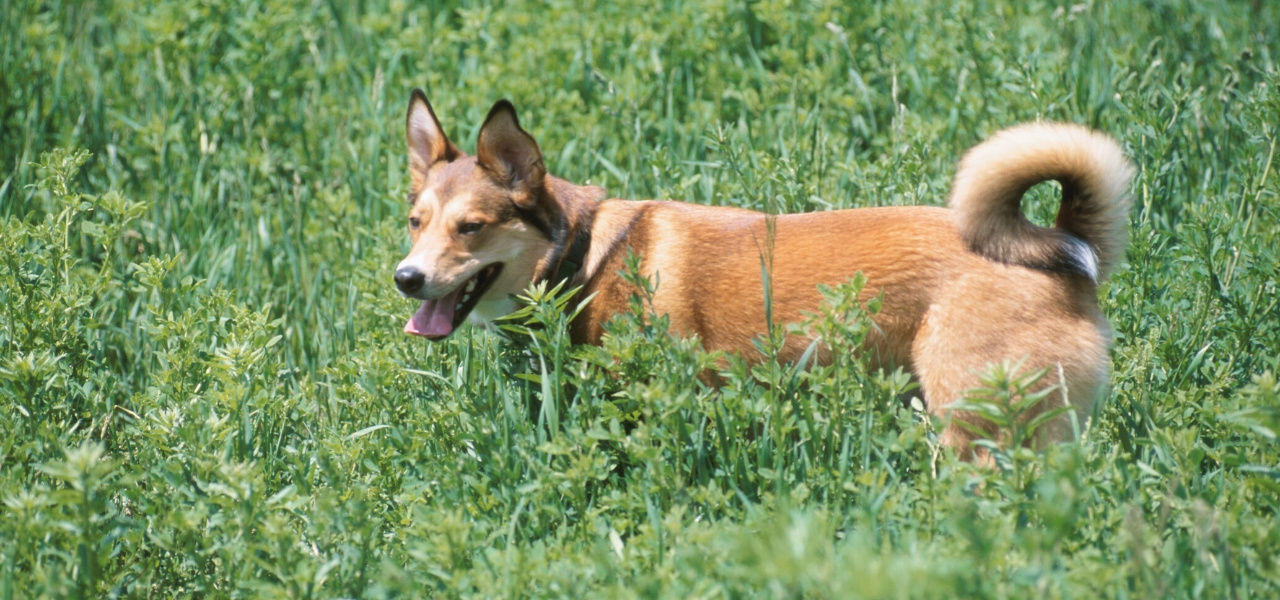 Tips & Advice - Preparing Your Pets for Winter: Cold-Weather Essentials, Calgary, AB