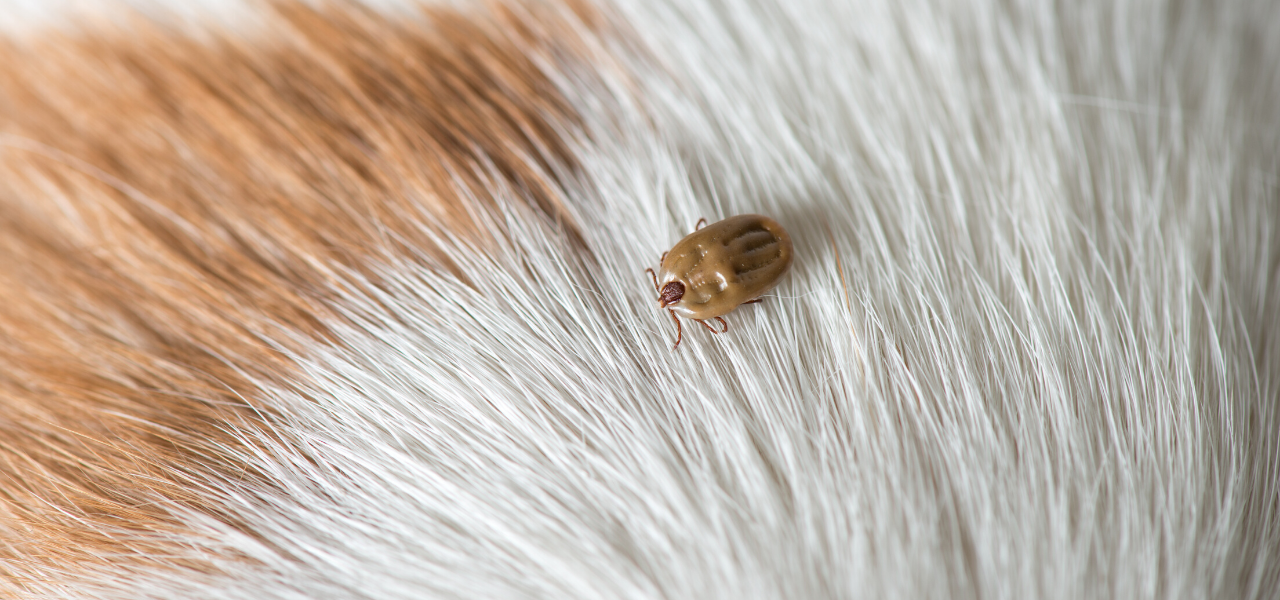 How to Remove a Tick From Your Pet Safely and Easily