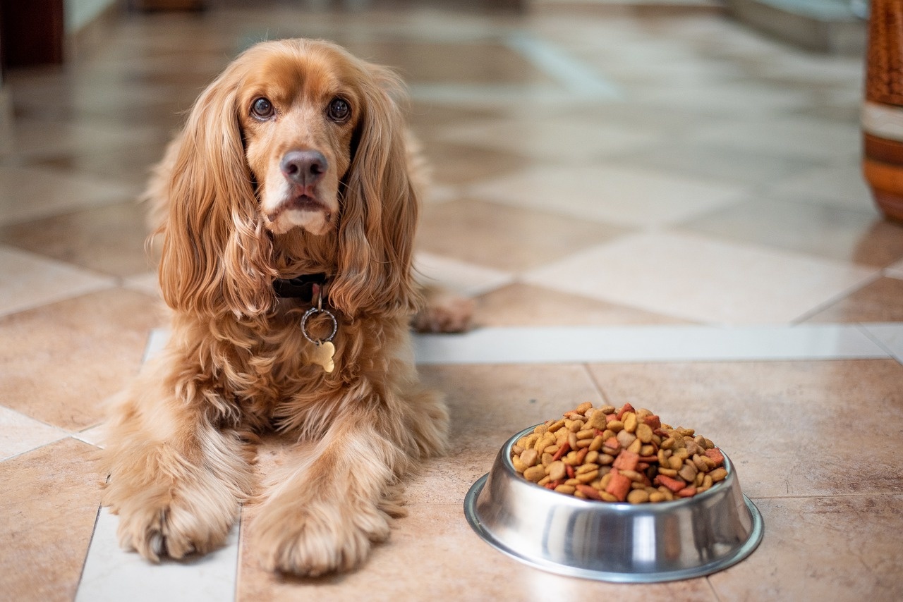 why is my puppy not eating his food