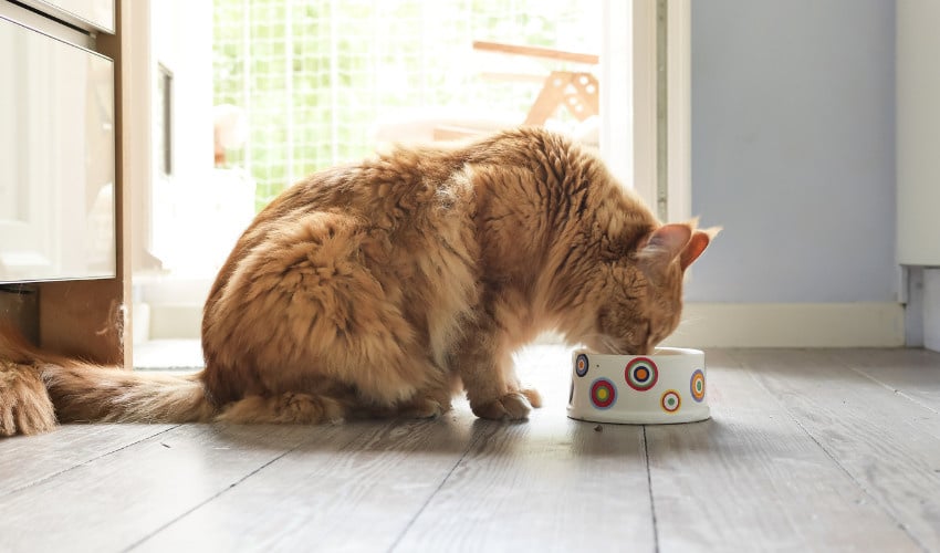 Pregnant Cat Diet Considerations