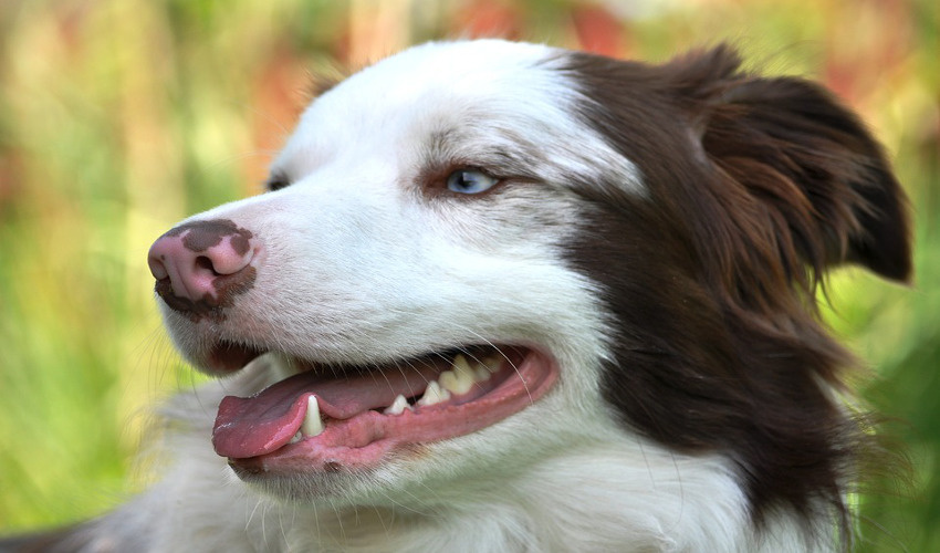 Border Collie Dental Care Tips