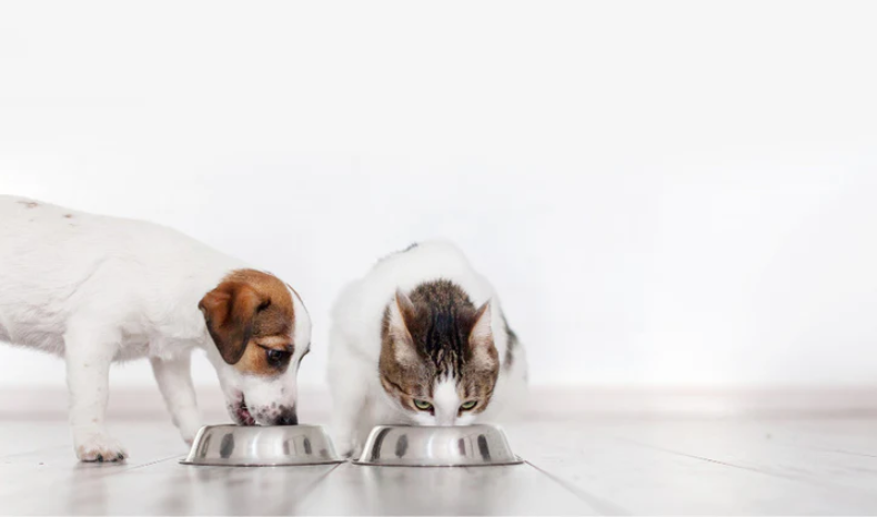 Pet Health Goals for the New Year: A Pawsitive Start