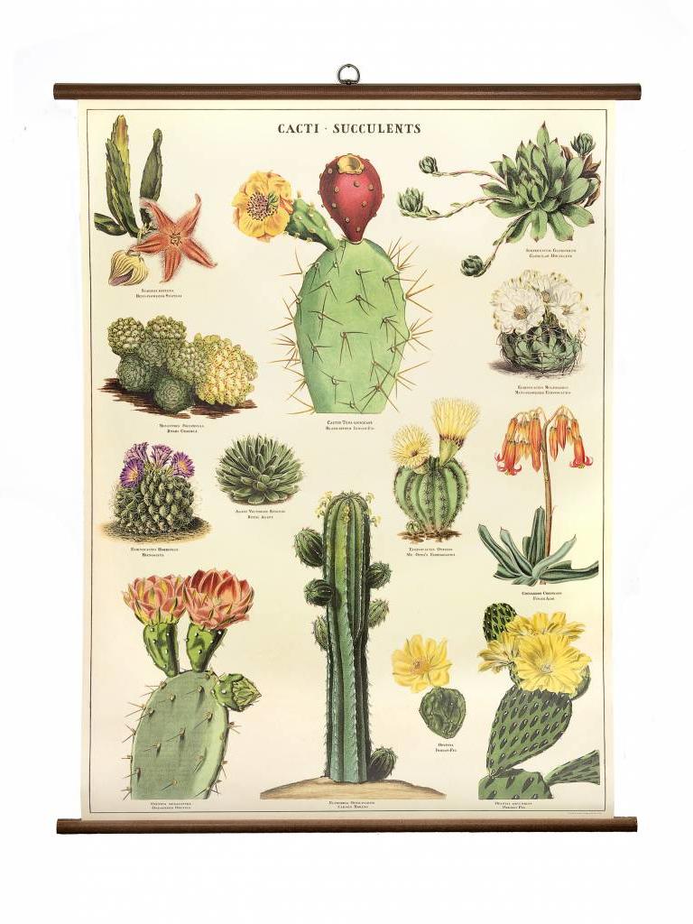 Succulent Plant Chart