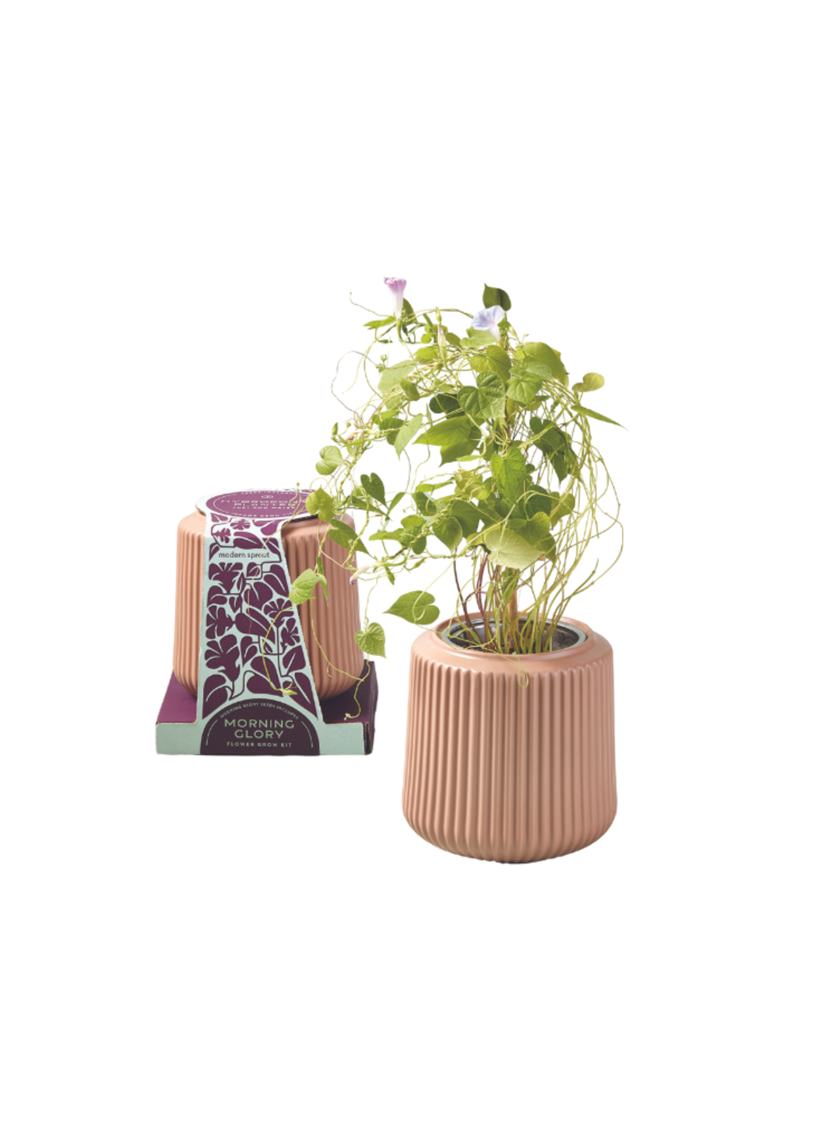 Modern Sprout Modern Sprout - Flower Grow Kit - Morning Glory