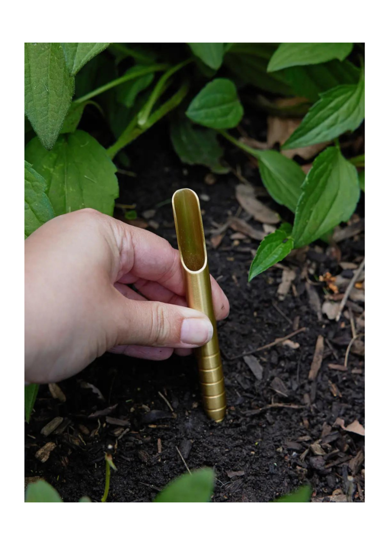 Modern Sprout Modern Sprout - Seed Library Heirloom Vegetables
