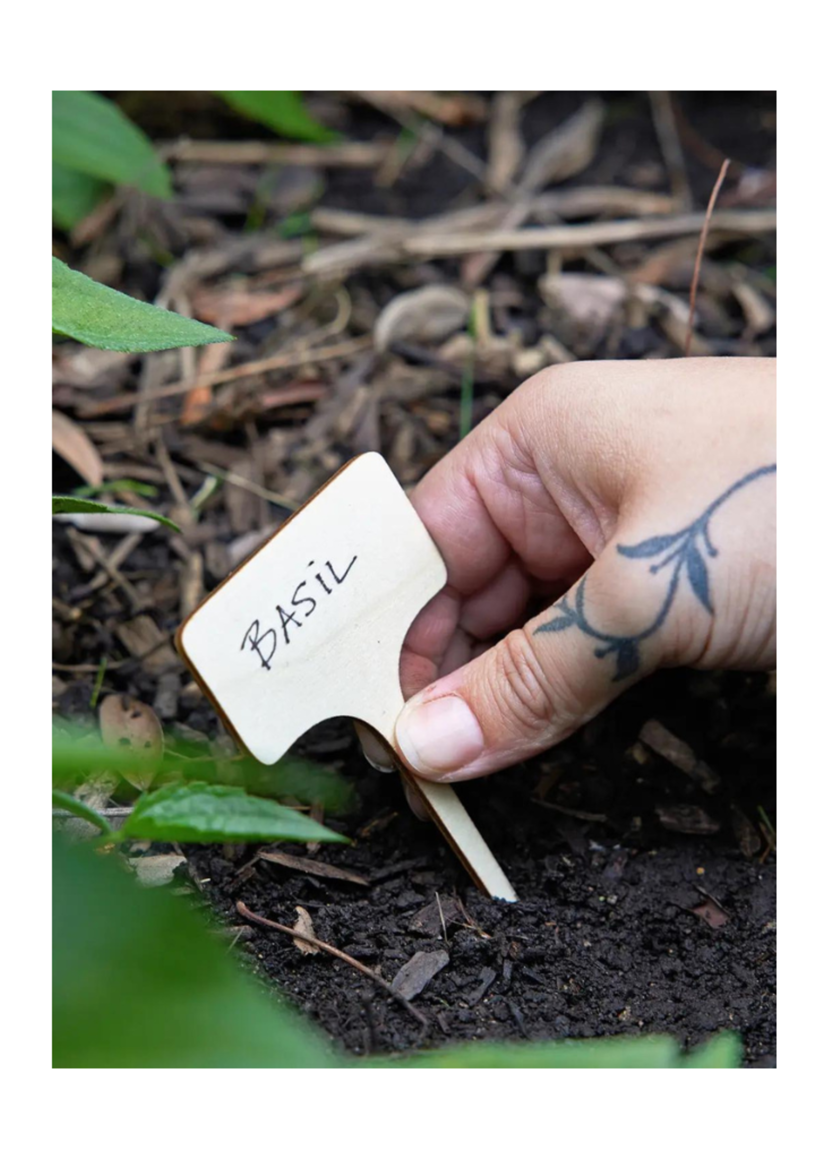 Modern Sprout Modern Sprout - Seed Library Heirloom Vegetables