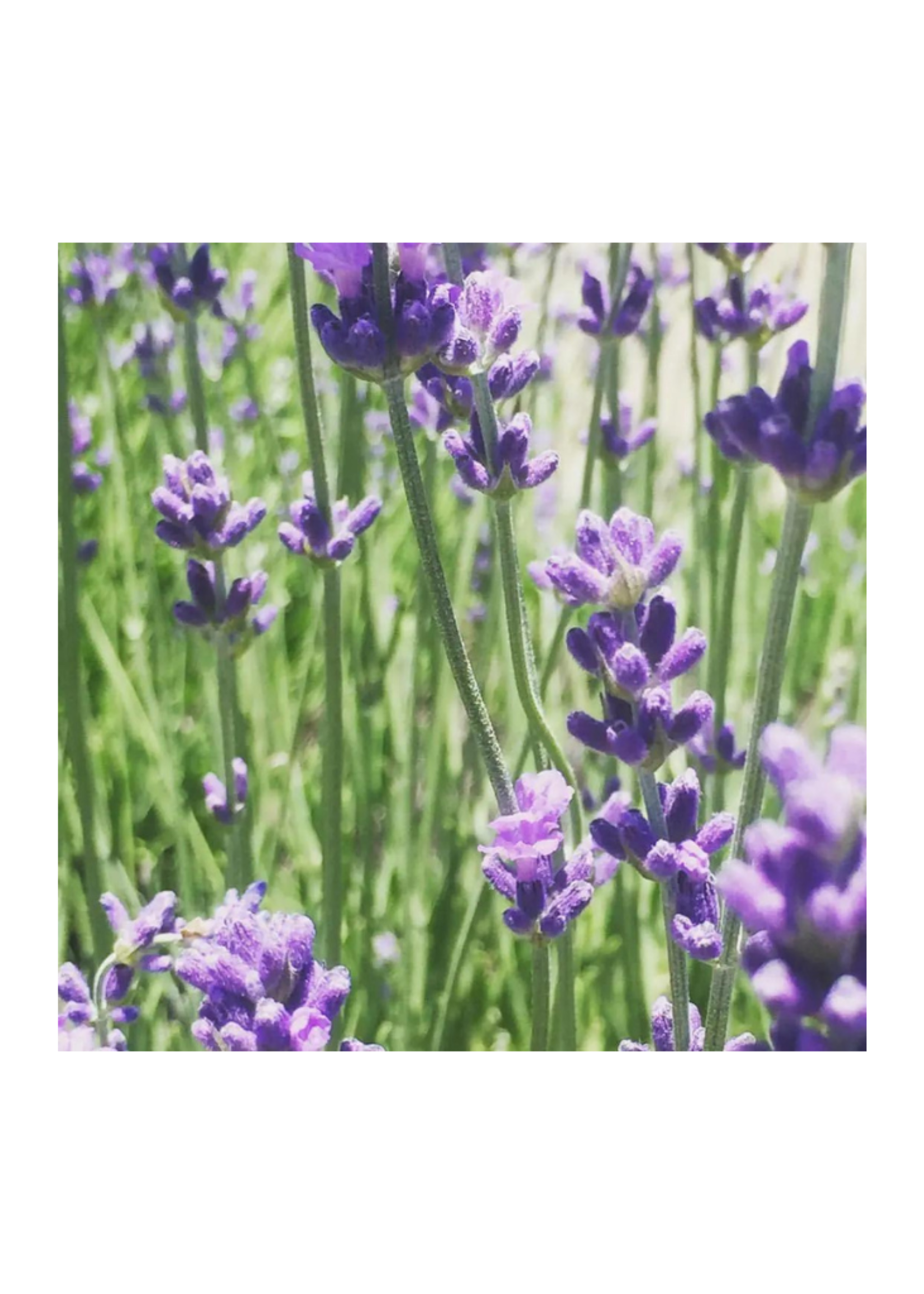 Potting Shed Creations Potting Shed - Garden Sprinkles: Lavender