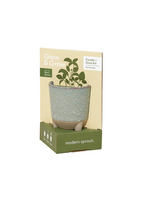 Modern Sprout Glow & Grow 2-in-1 Candle + Grow Kit l  Herb Garden + Basil