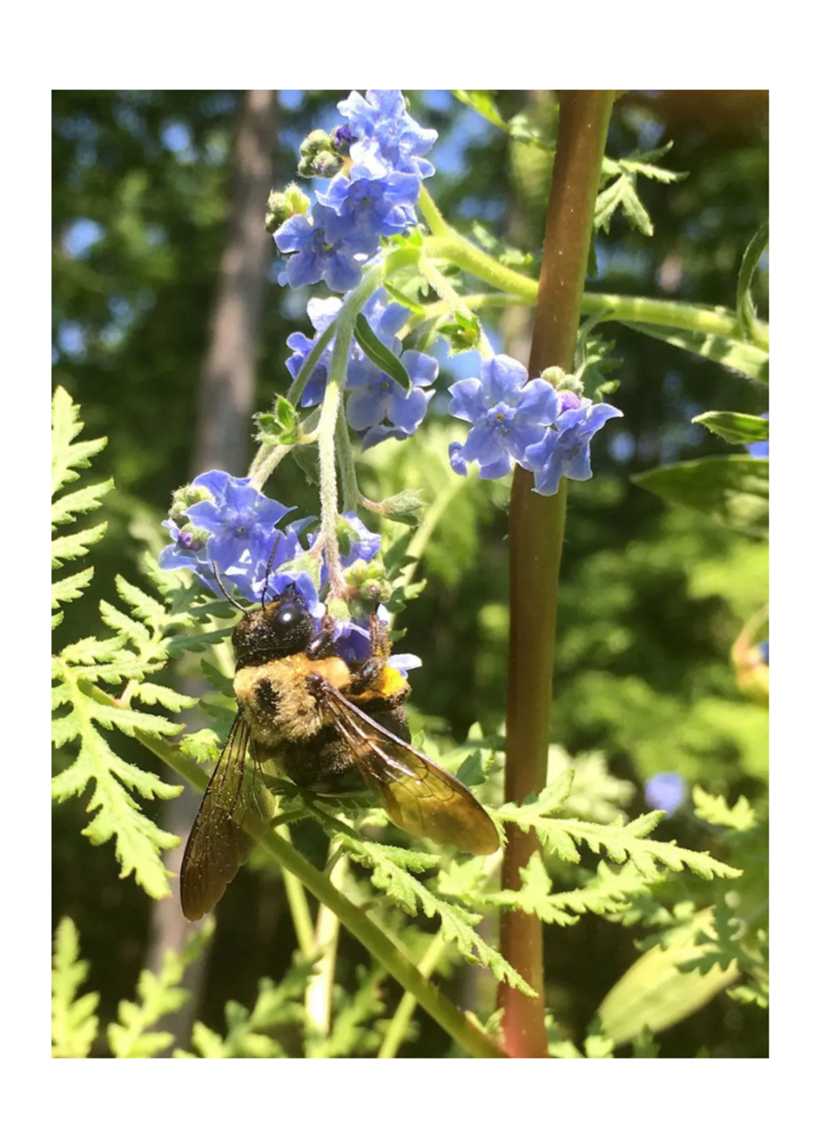 Backyard Safari Company Backyard Safari Company -  Honey Bee Habitat Grow Kit