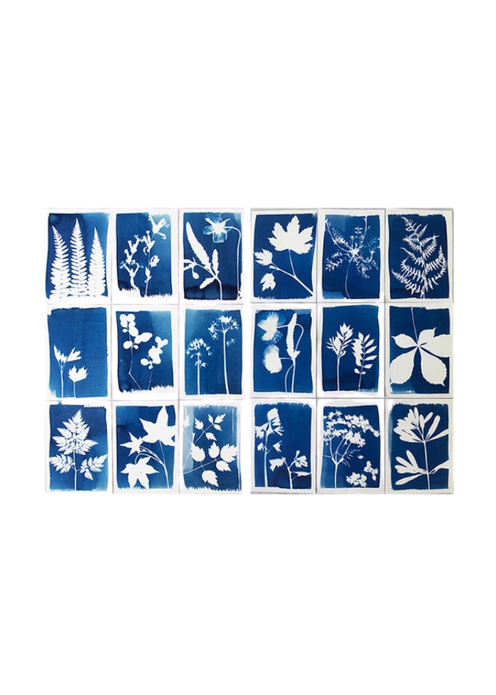 Botanopia USA Botanopia USA -  Cyanotype Kit