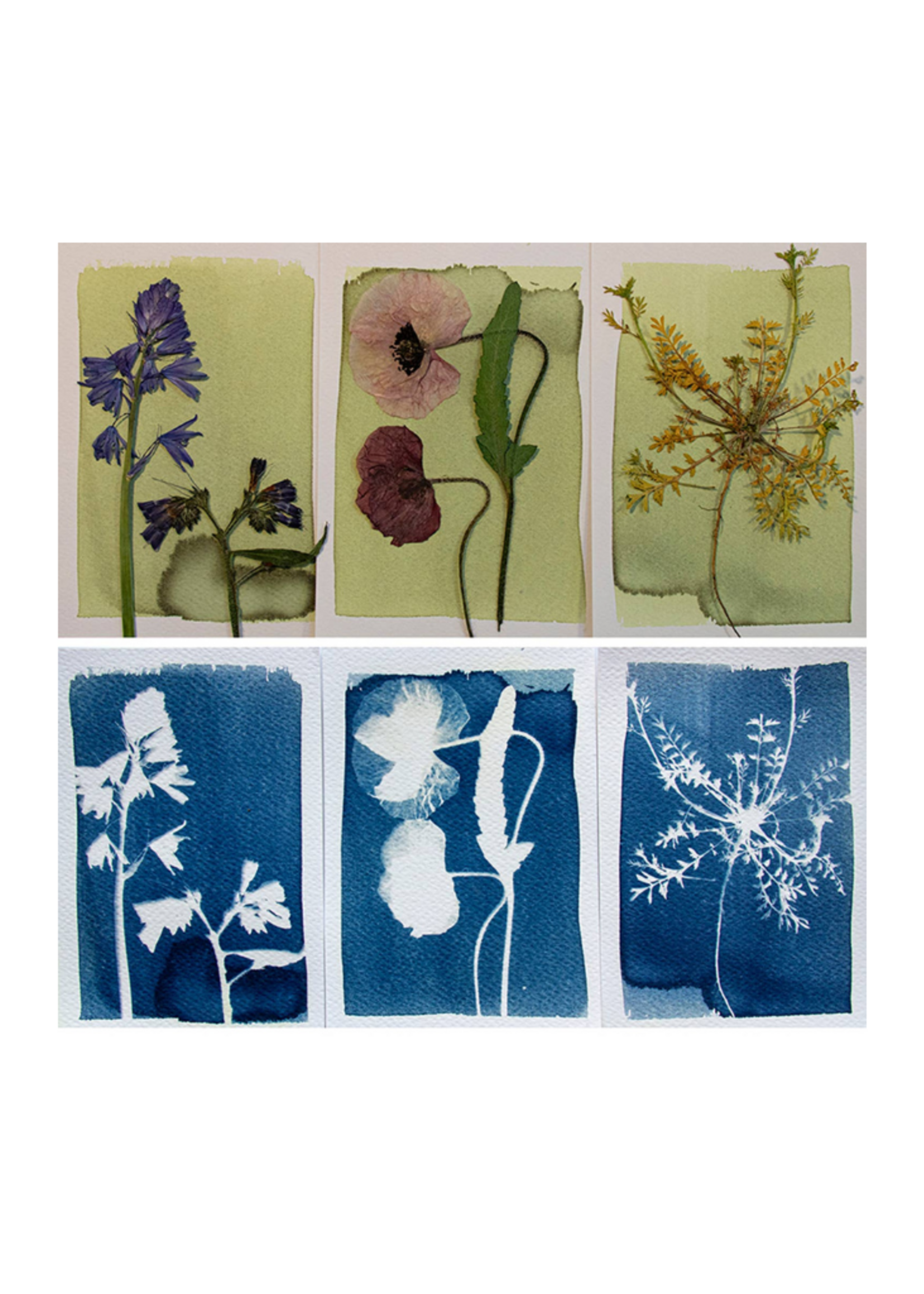 Botanopia USA Botanopia USA -  Cyanotype Kit