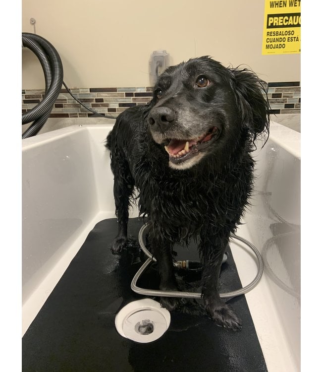 Dog Spa Visit per Dog