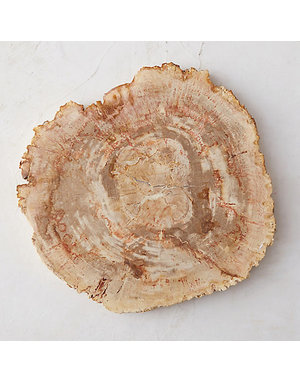 Petrified wood platter