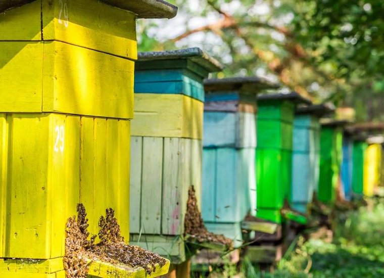 Beekeeping Supplies