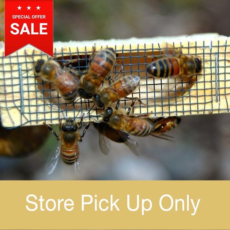 Bee Well Queen Bees - Italian - Store Pickup
