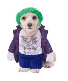 Rubies Costumes Suicide Squad: The Pet Joker Pet Costume