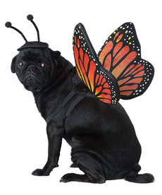 California Costumes Monarch Butterfly: Pet Costume