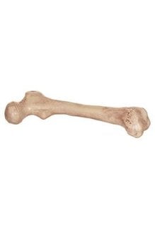 9" Bare Skeleton Bone