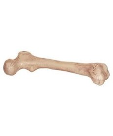 9" Bare Skeleton Bone