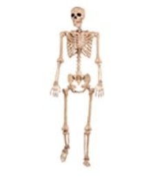 5' Pose-n-Stay Skeleton: White