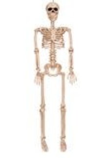 36" Mini Skeleton