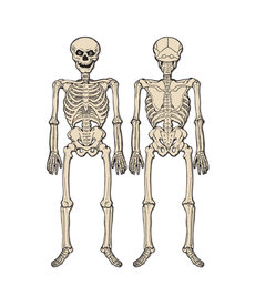 Vintage Halloween: Jointed Skeleton (4'3")
