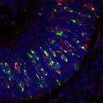 CE335 In Situ: Site Specific Work