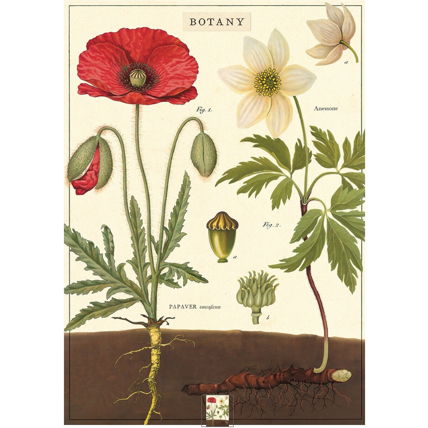 Cavallini Wrap Sheet Botany