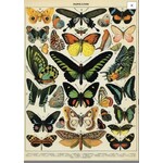 Cavallini Wrap Sheet Butterfly Chart