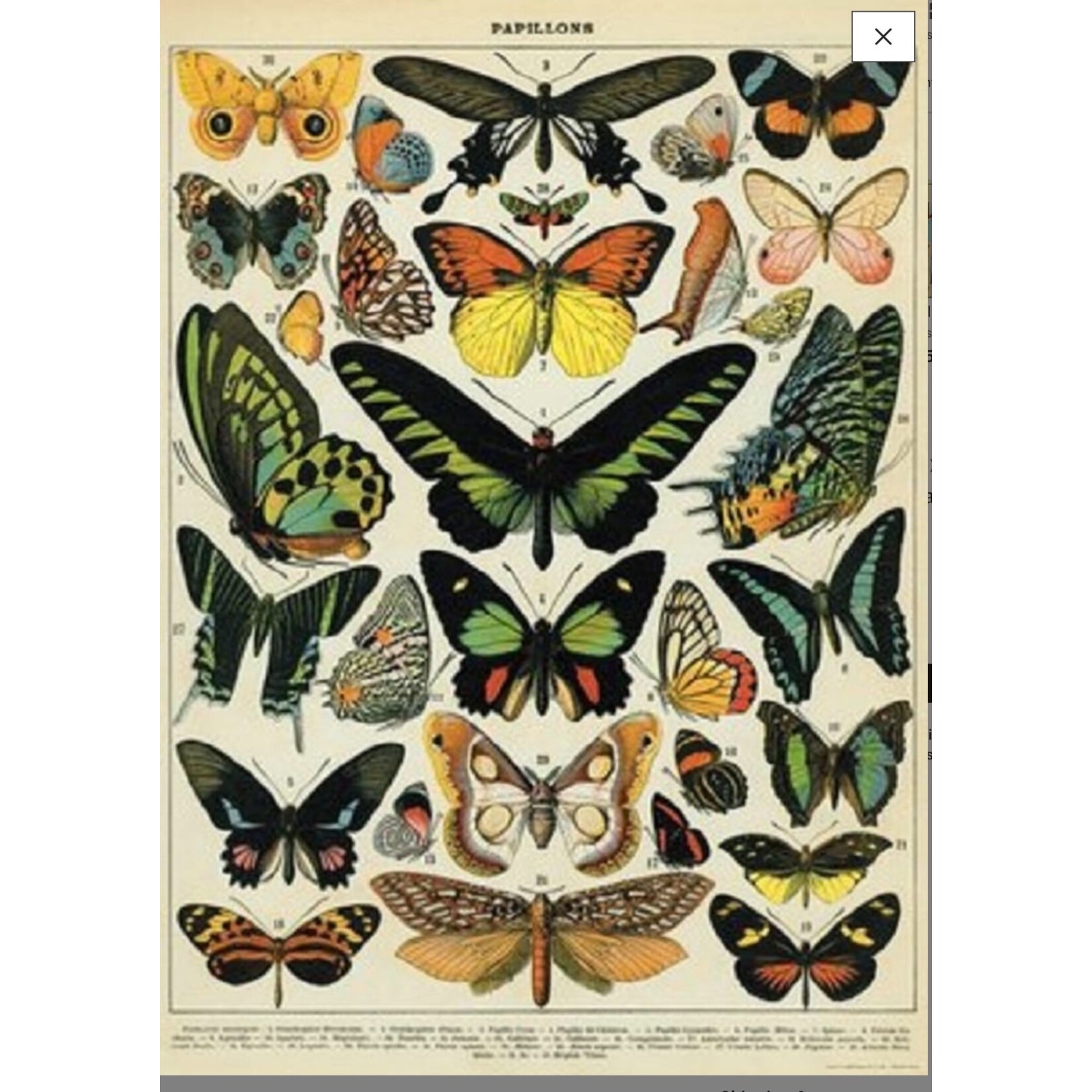 Cavallini Wrap Sheet Butterfly Chart