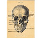 Cavallini Wrap Sheet The Skull
