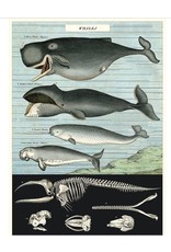 Cavallini Wrap Sheet Whale Chart