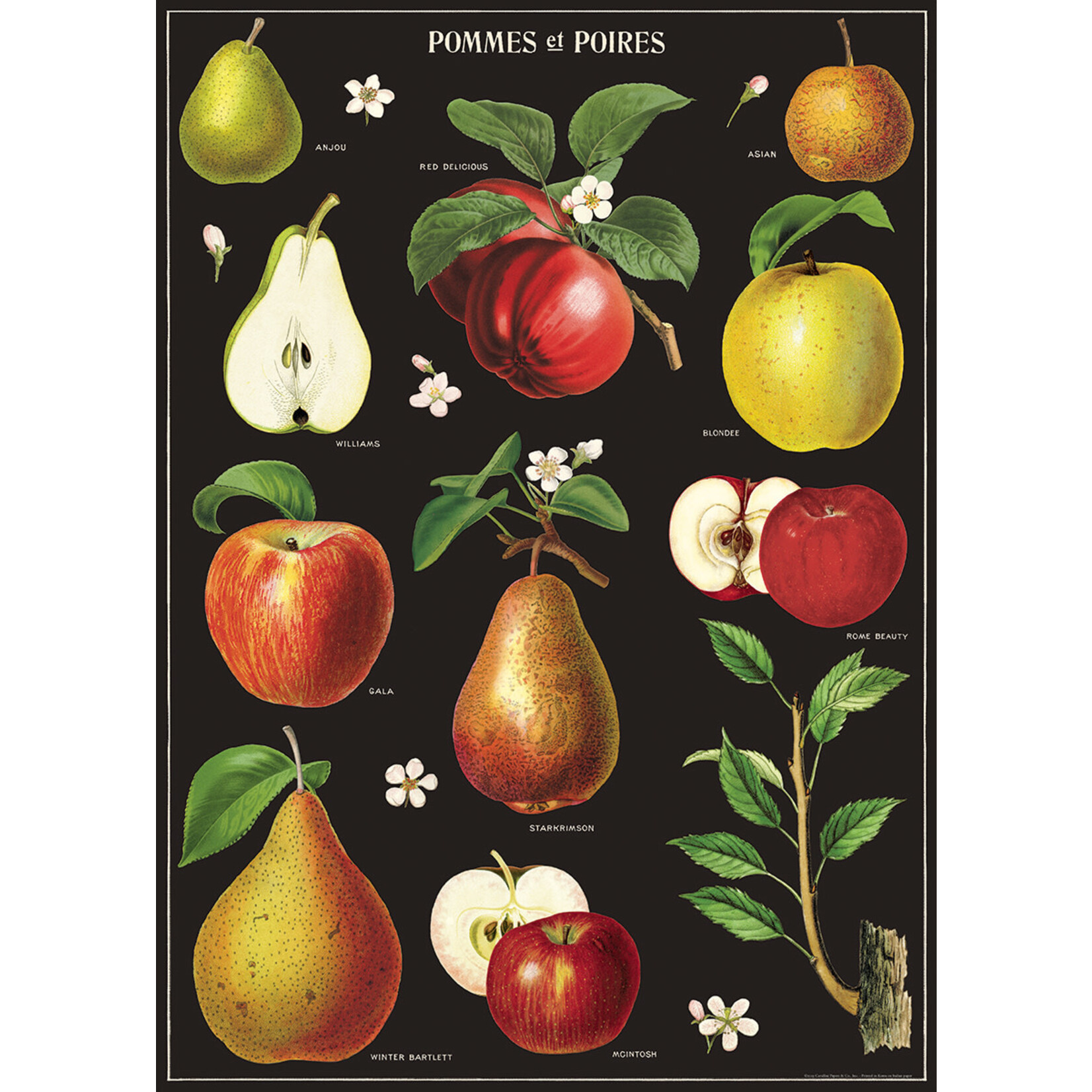 Cavallini Wrap Sheet Apples & Pears