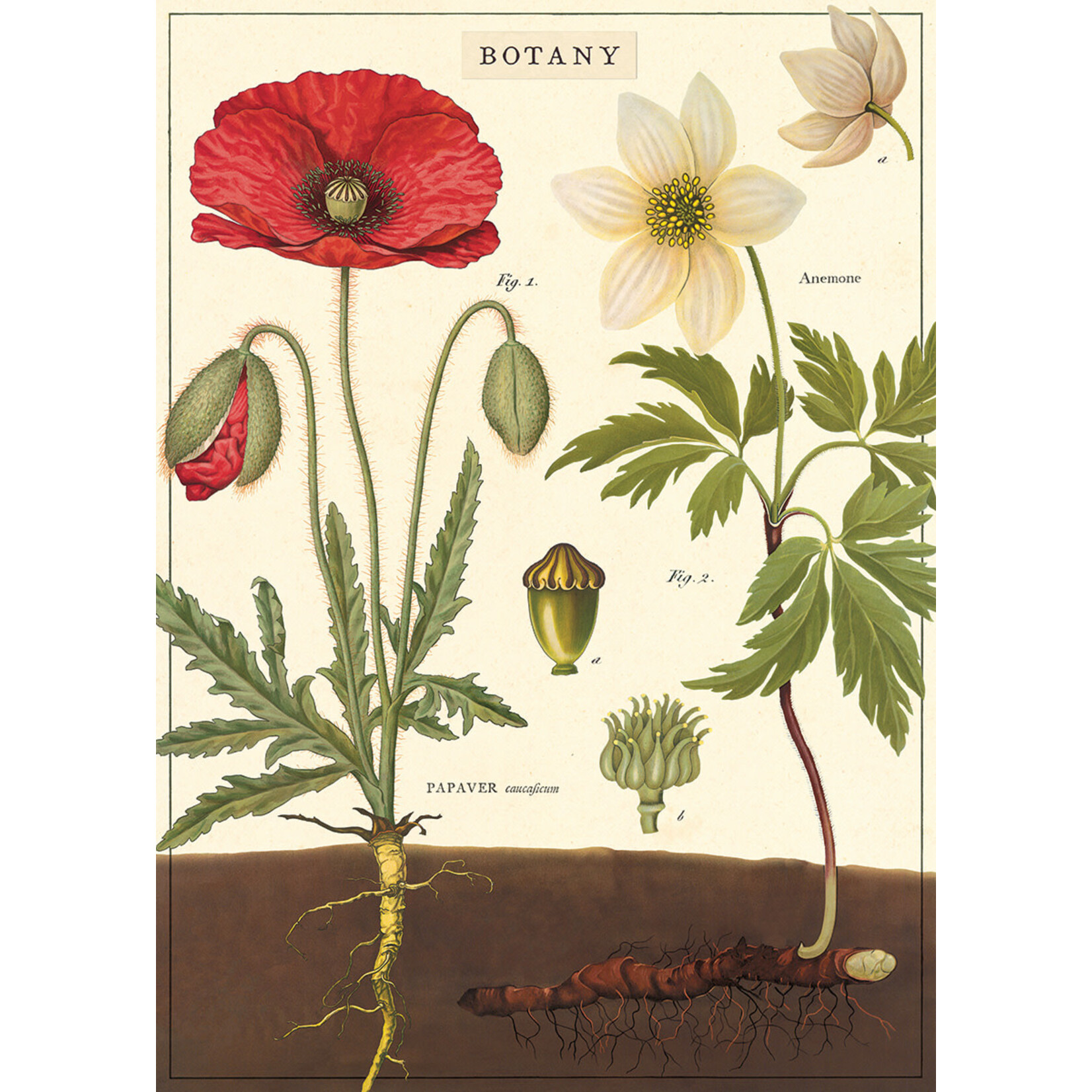 Cavallini Wrap Sheet Botany Chart