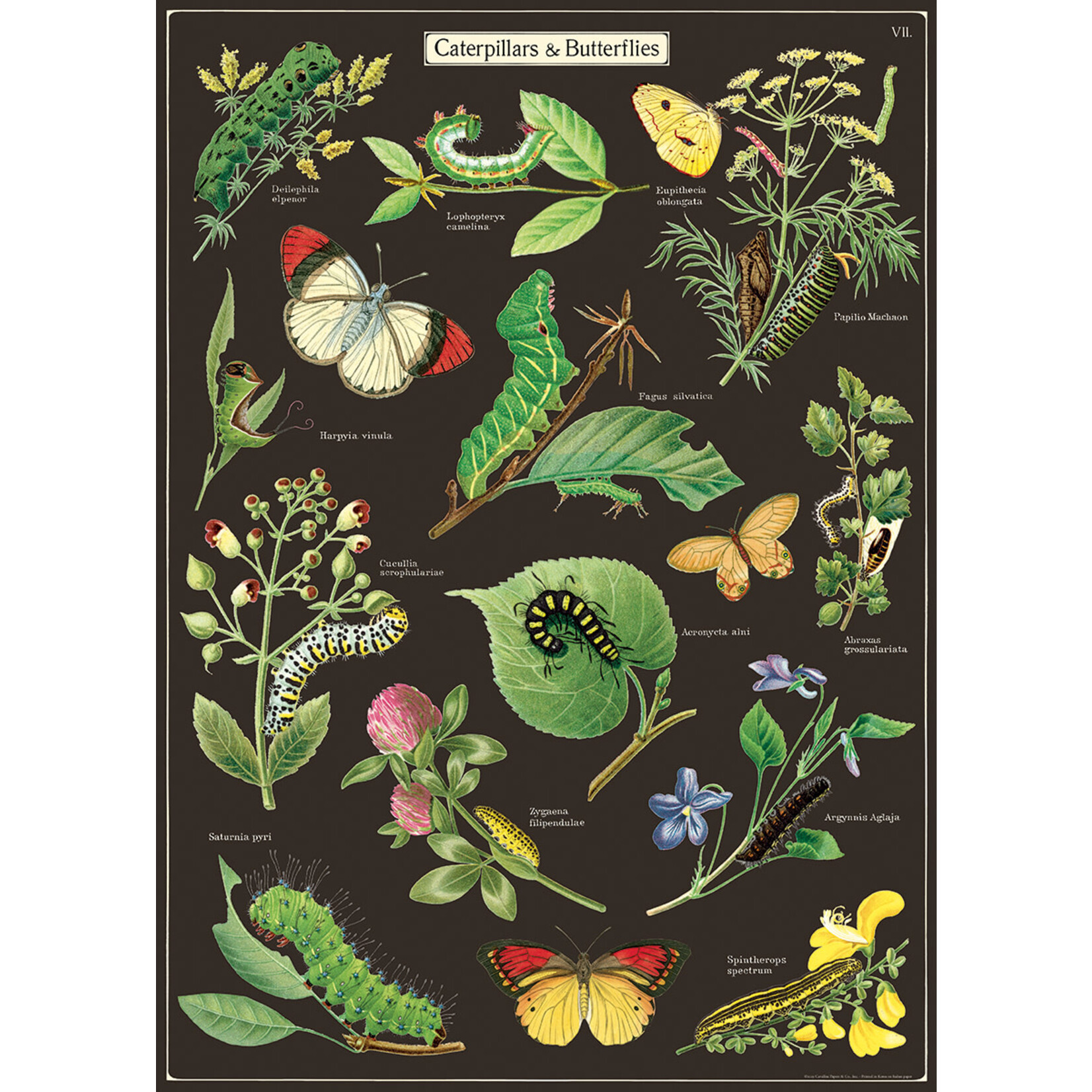 Cavallini Wrap Sheet Caterpillars & Butterflies